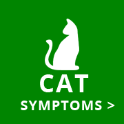 sick pet helper cat symptoms