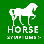 horse symptoms