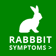 sick pet helper rabbit symptoms