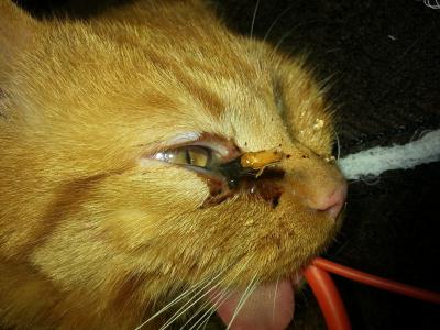 Cat's Brush With A Rose Bush Leaves Vets Amazed