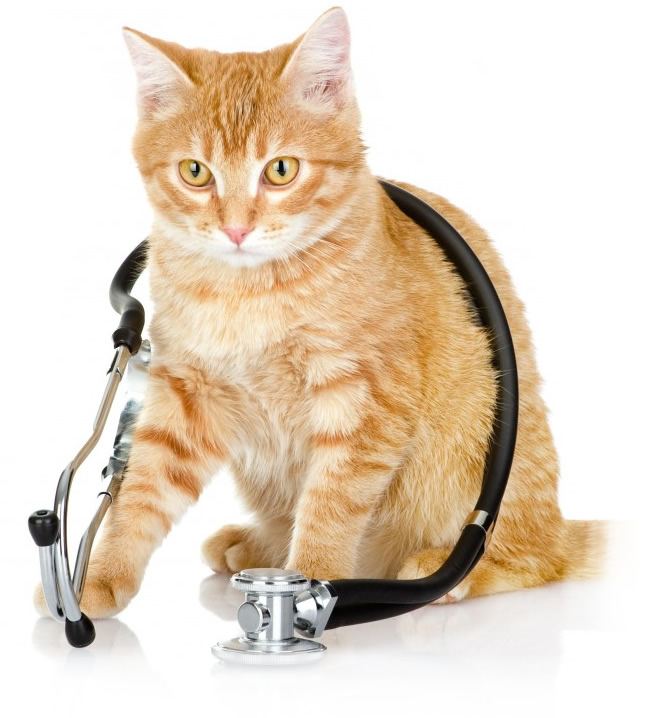 cat poisons, cat medicines, Care for your Cat, cat diet