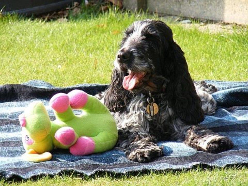 Testimonials Abbey Vets