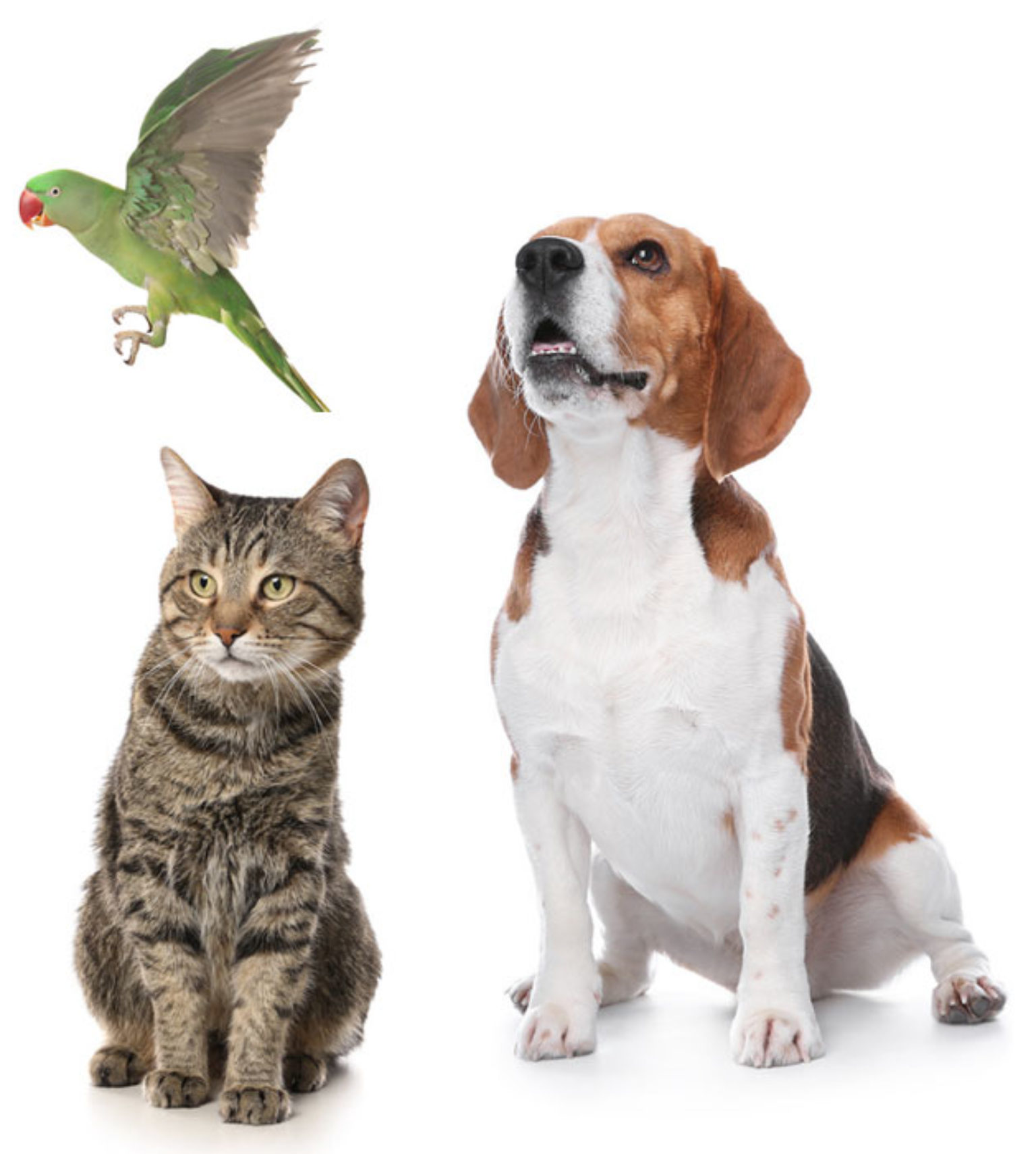 Vet in Barnsley, South Yorkshire & Sheffield Abbey Vets