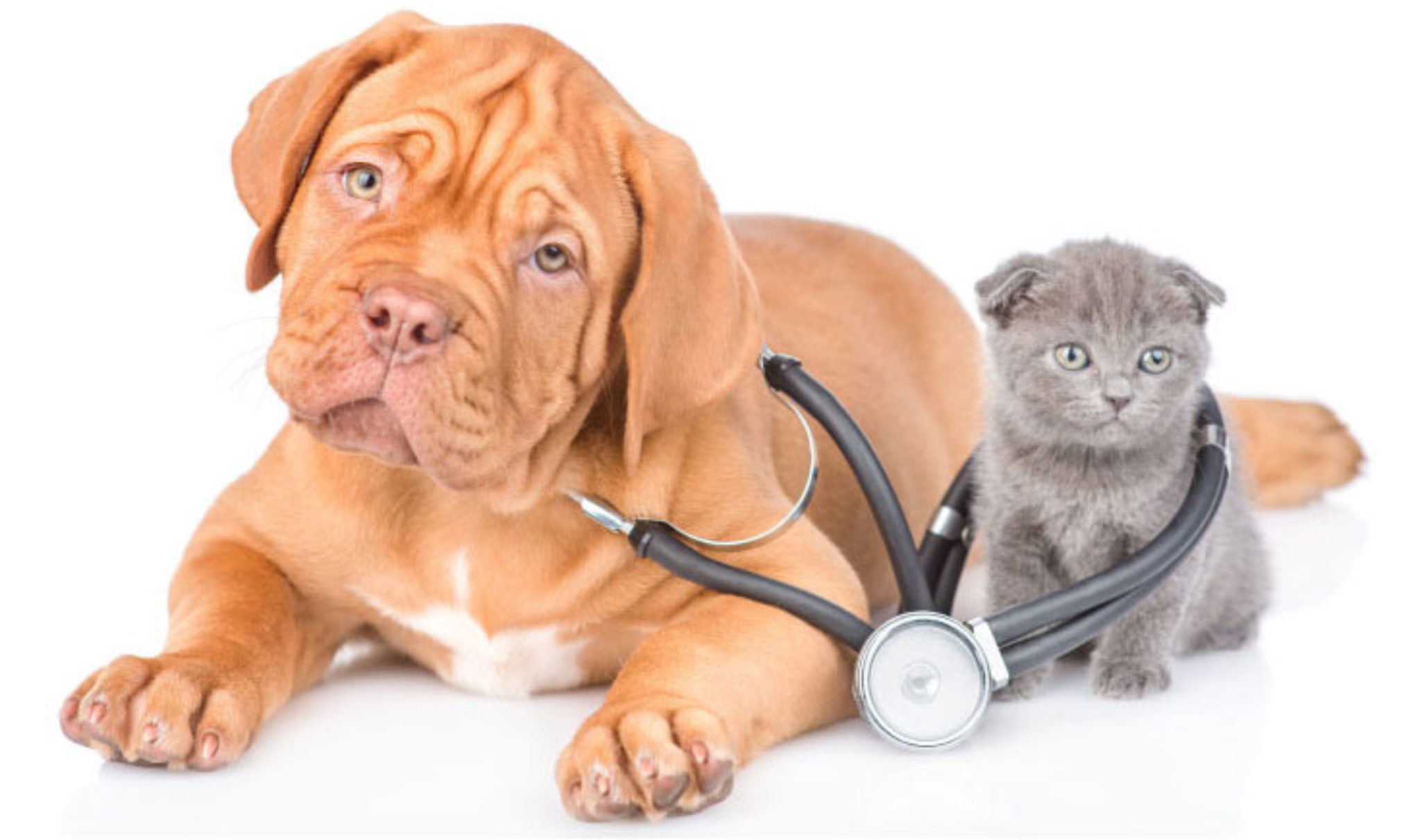 Vet in Barnsley, South Yorkshire & Sheffield Abbey Vets