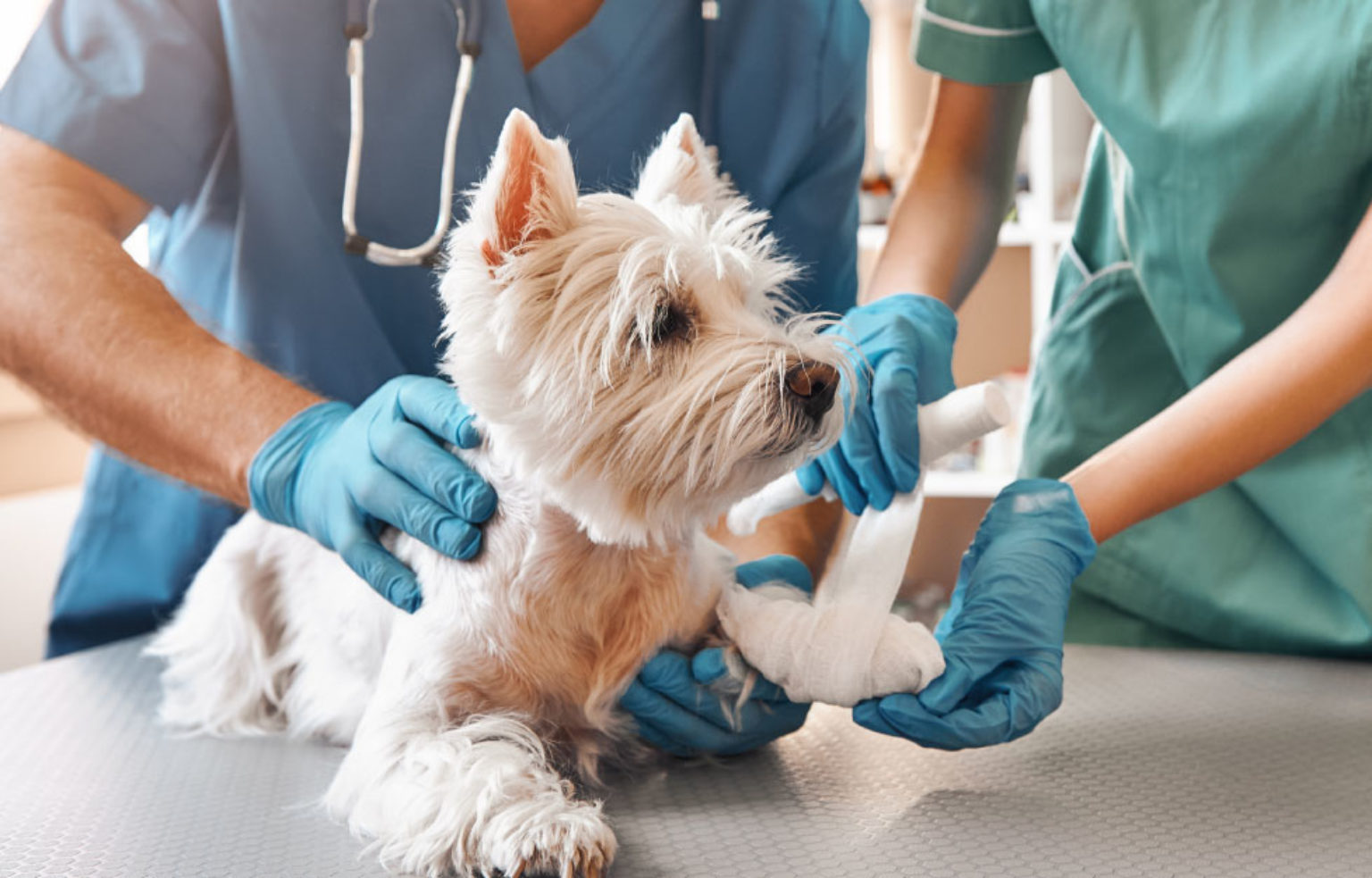 Vet in Barnsley, South Yorkshire & Sheffield Abbey Vets