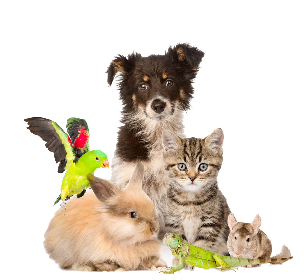 animals-img-2